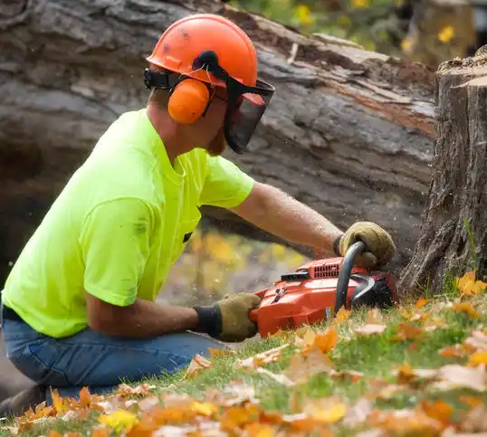 tree services Bunnlevel